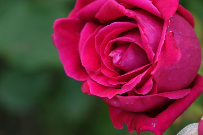 DSC00350 - FLORI 2017