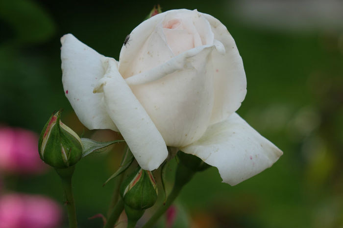 DSC00353 - FLORI 2017