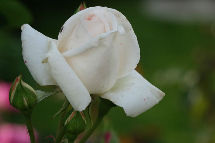 DSC00354 - FLORI 2017