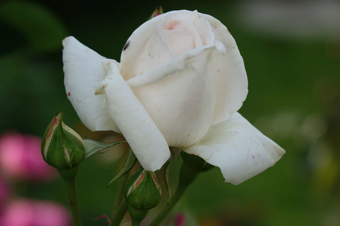 DSC00355 - FLORI 2017