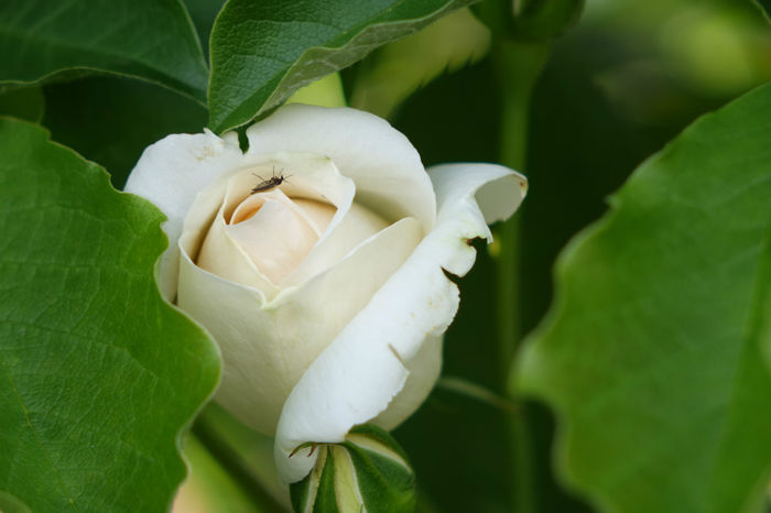 DSC00356 - FLORI 2017