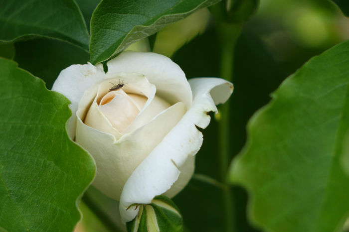 DSC00357 - FLORI 2017