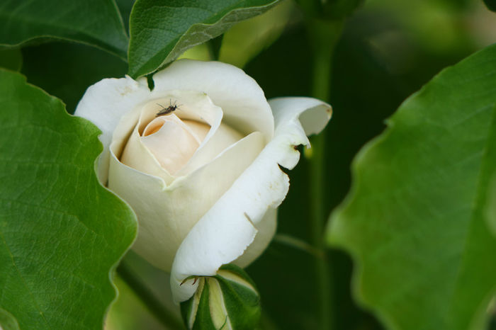 DSC00358 - FLORI 2017