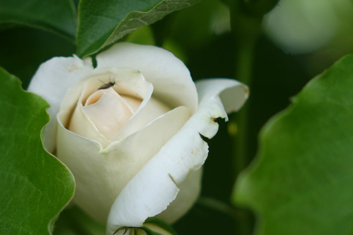 DSC00361 - FLORI 2017