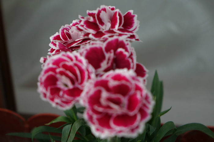 DSC00367 - FLORI 2017