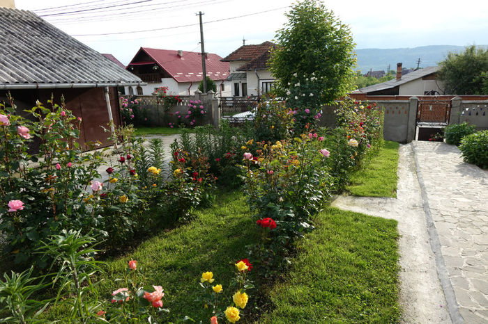 DSC00387 - FLORI 2017