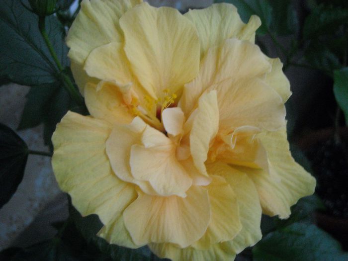 E - 0 Zambetul florilor