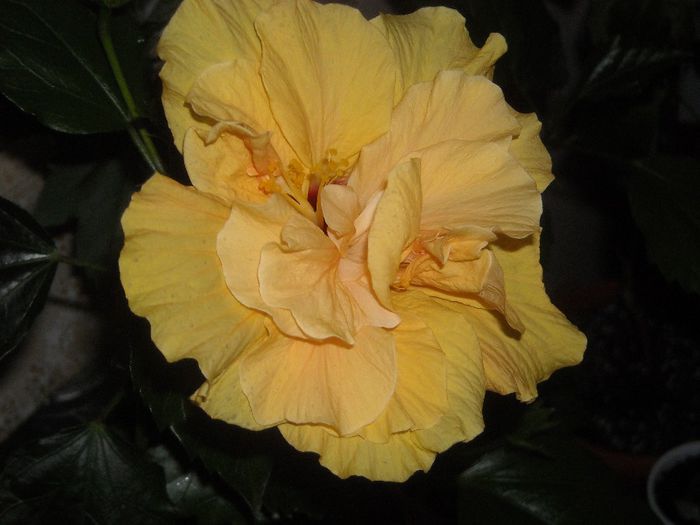 E - 0 Zambetul florilor