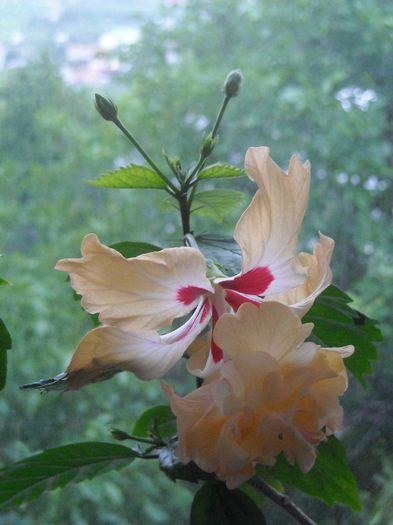  - 0 Zambetul florilor