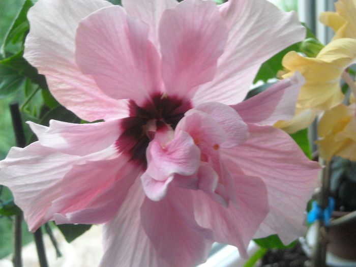  - 0 Zambetul florilor