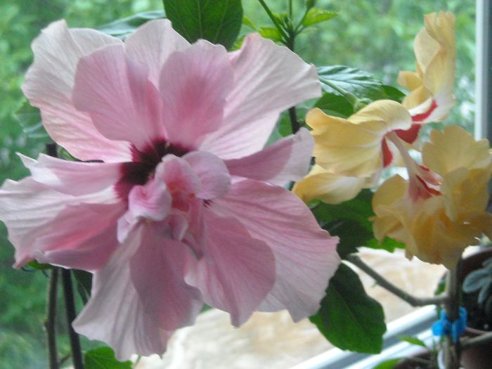  - 0 Zambetul florilor