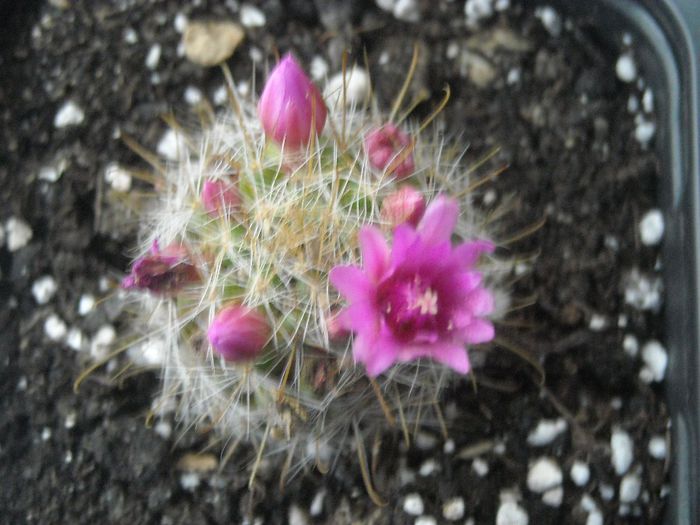 Mammillaria - 0 Zambetul florilor