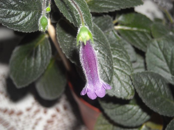  - 0 Zambetul florilor