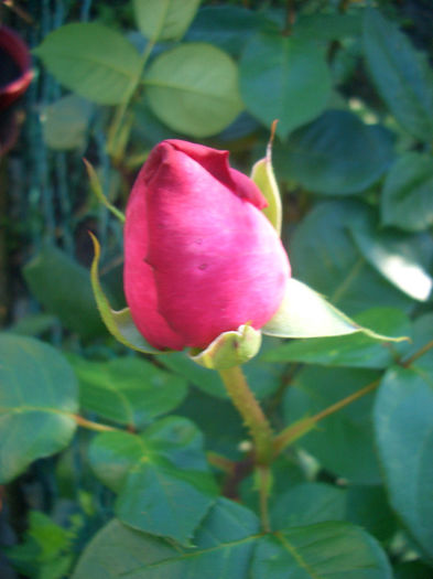 'Luzia Nistler' • Lucia Nistler; Hybrid Tea.  Bred by Hans Jürgen Evers (Germany, 1986).

