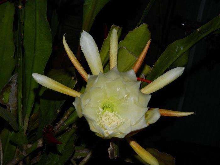 DSCN7220