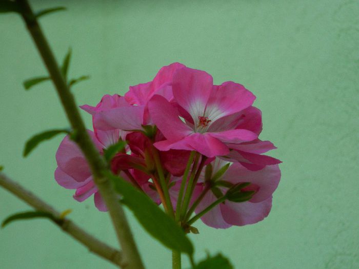 DSCN7258 - IUNIE_2014