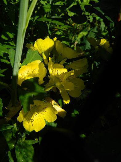 DSCN7269