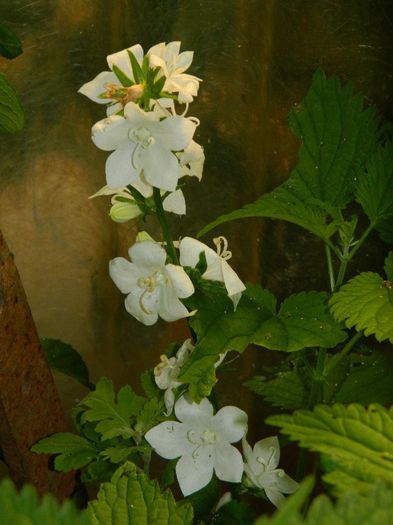 DSCN7279