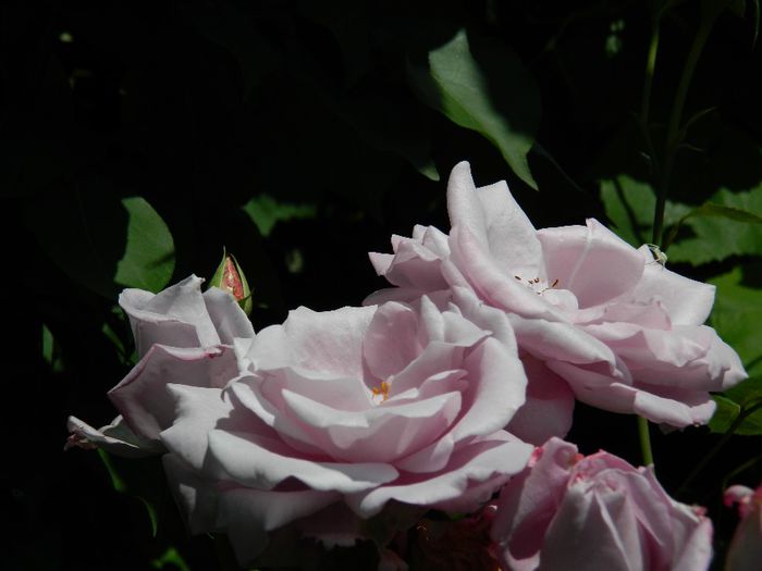 DSCN7310