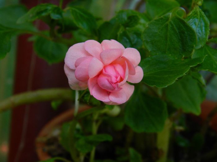 DSCN7337 - IUNIE_2014