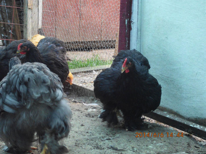 10443144_1487895751444225_3905735740311192737_o - TINERET 2014   1