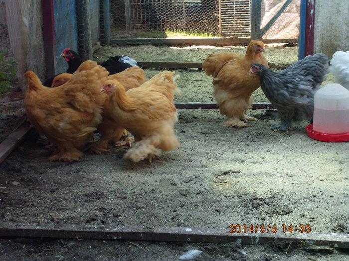 10443246_1487895288110938_1139572285164050079_o - TINERET 2014   1