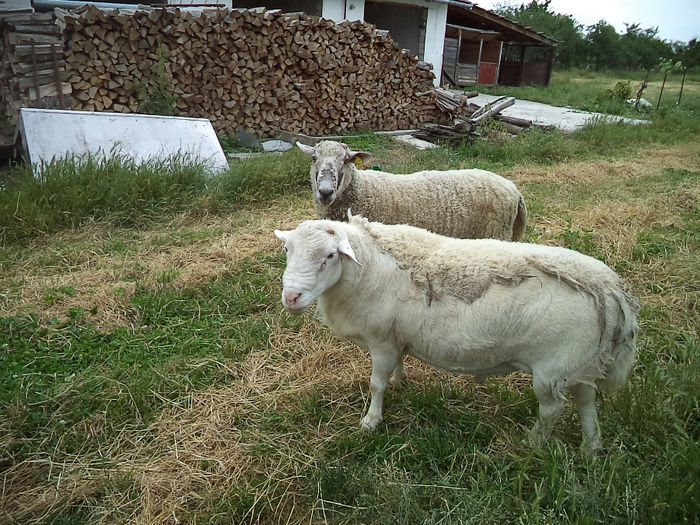 Berbeci de Dorper alb si metis de Bluefaced Leicester cu Turcana; Stramiori: Dorper Alb (embriotransfer din Canada) si metis de Bluefaced Leicester cu Turcana
