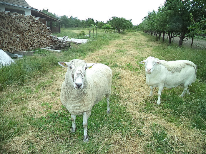 Metis de Bluefaced Leicester cu Turcana si Dorper Alb - Dorper Alb