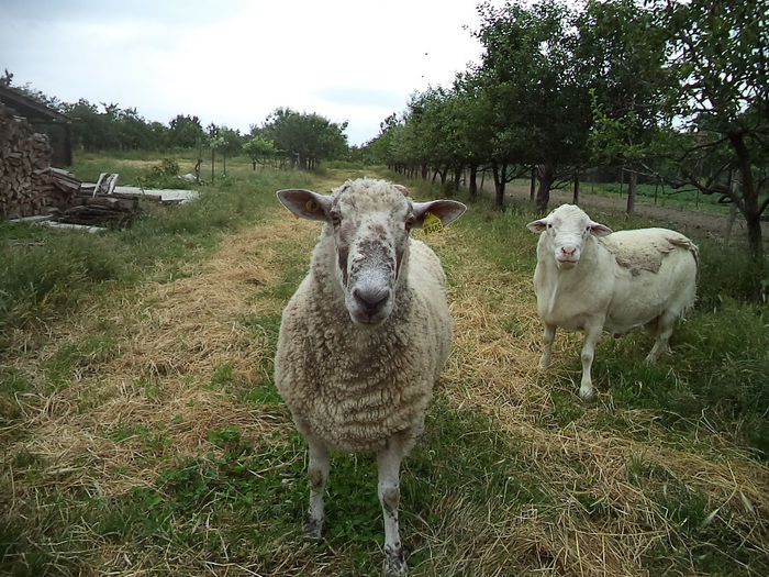 Metis de Bluefaced Leicester cu Turcana; Berbec stramior
