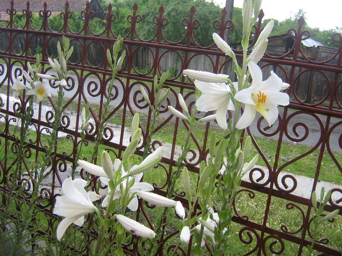 crini in gradina 005 - lilium candidum