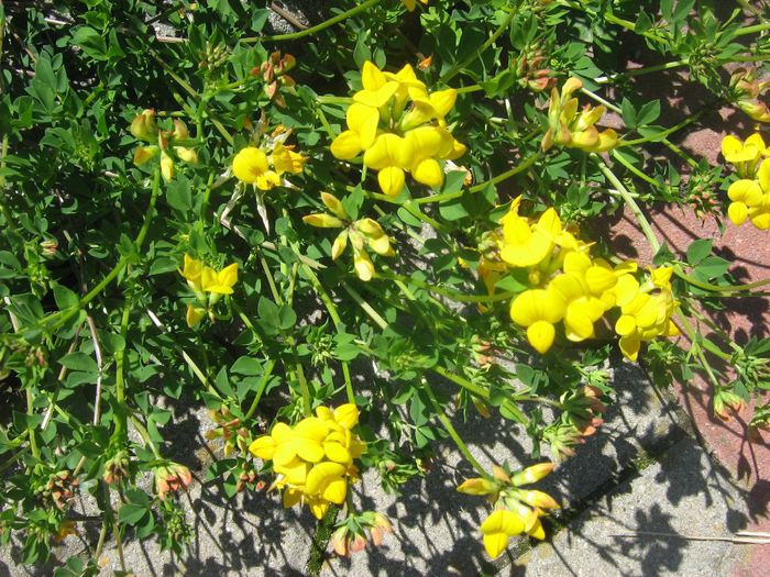 natura inflorita 001