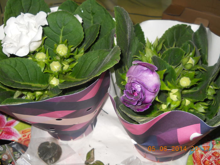 011 - GLOXINII 2014