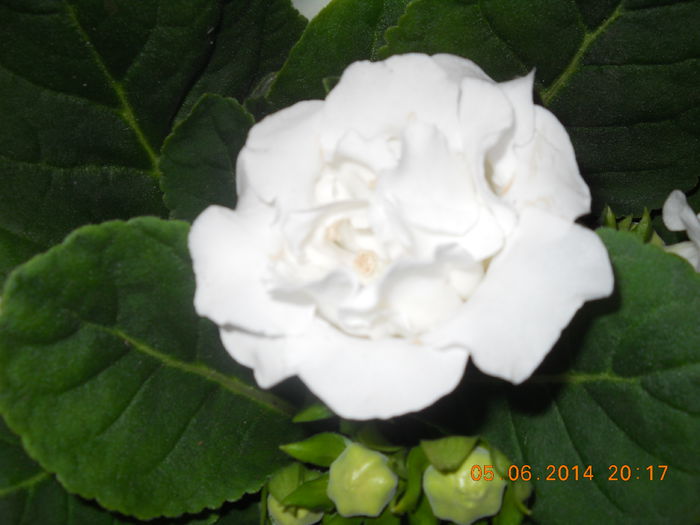 012 - GLOXINII 2014