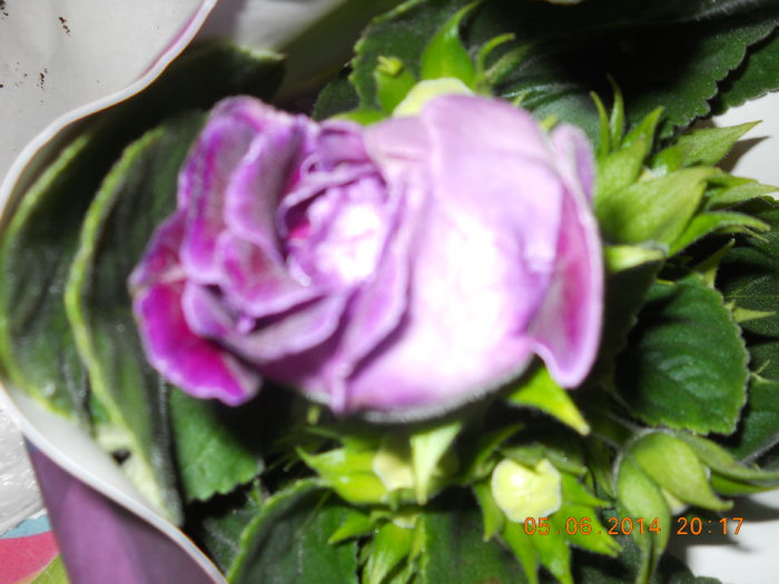 013 - GLOXINII 2014