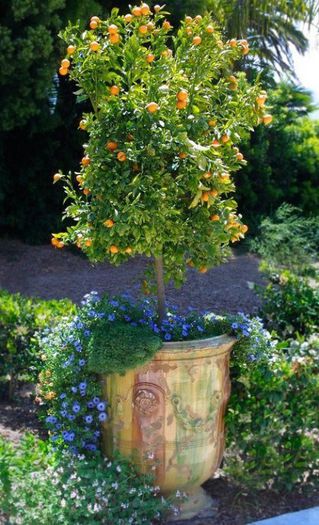 grace-gradina-flori-3 - idei interesante culese de pe net A