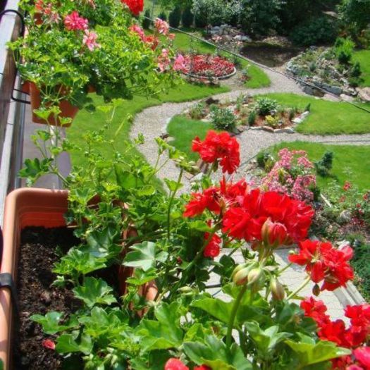 gradinamea - idei interesante culese de pe net A