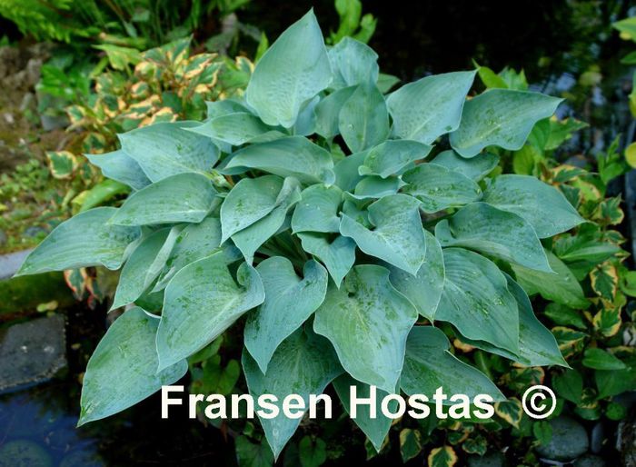 Hosta%20Andorian-photo-made-by-Danny-Van-Eechaute-3 - idei interesante culese de pe net A
