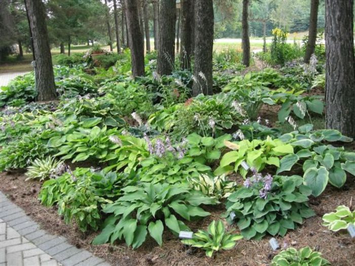 HostaGarden - idei interesante culese de pe net A
