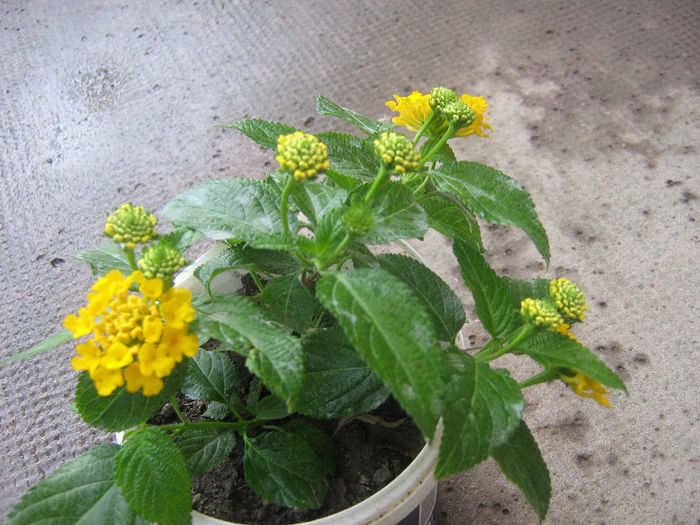 lantana 002