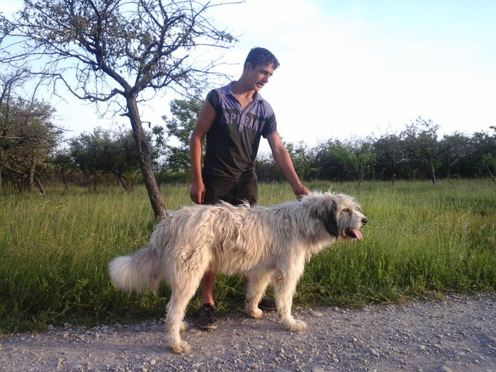 20140606_200227; Ciobanesc 4 ani
