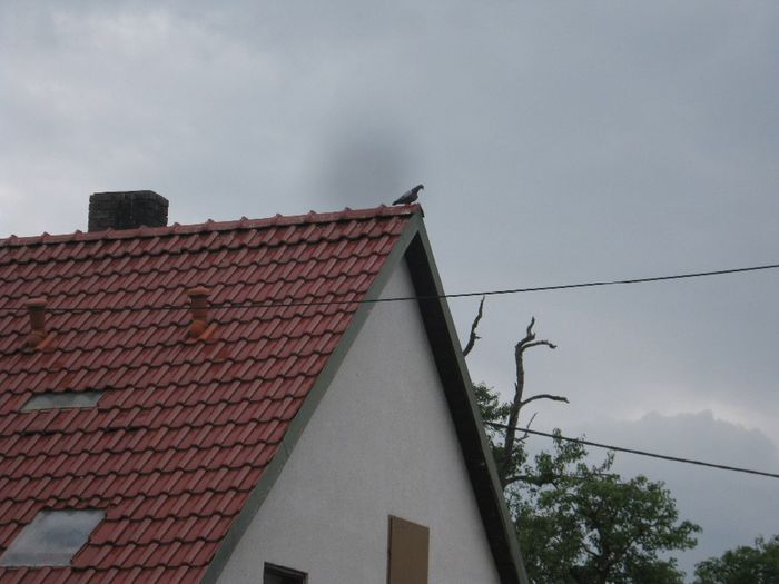 primul voiajor soseste din wieselburg