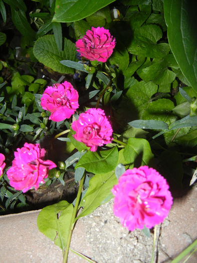 Pink Dianthus (2014, May 24)