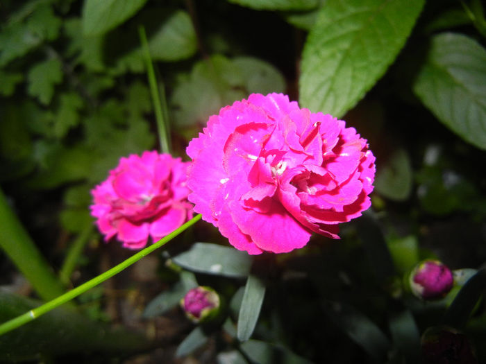Pink Dianthus (2014, May 24) - DIANTHUS_Garoafe Garofite