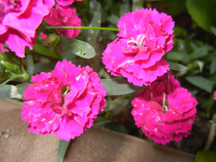 Pink Dianthus (2014, May 26)