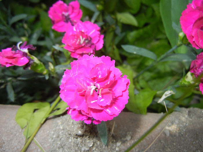 Pink Dianthus (2014, May 26) - DIANTHUS_Garoafe Garofite