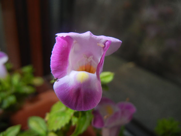 Torenia Rose Dream (2014, June 04)