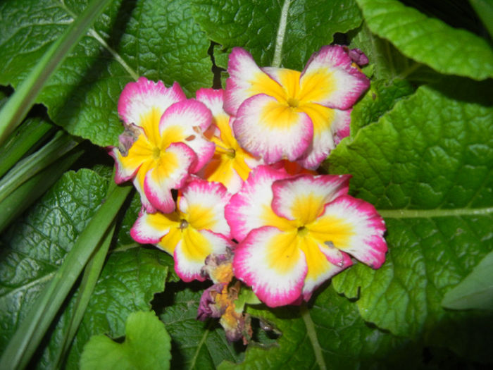 Primula (2014, May 24)