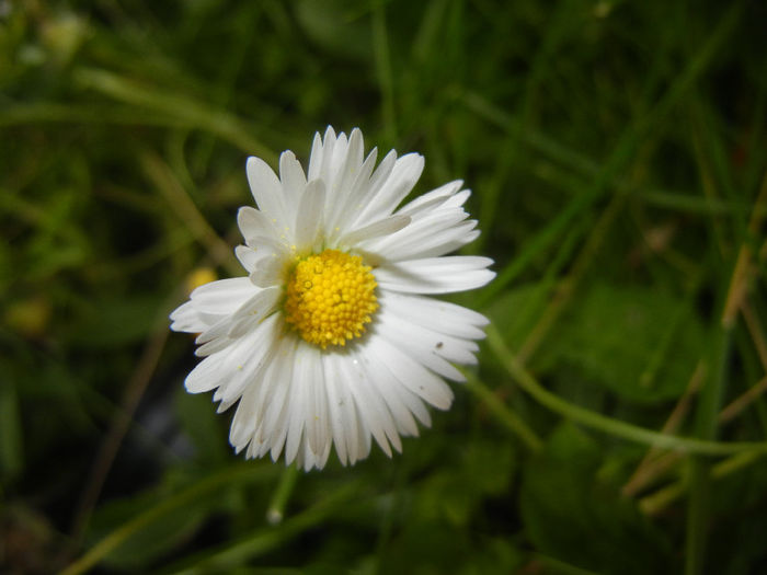 Bellis perennis (2014, May 27) - BELLIS Perennis