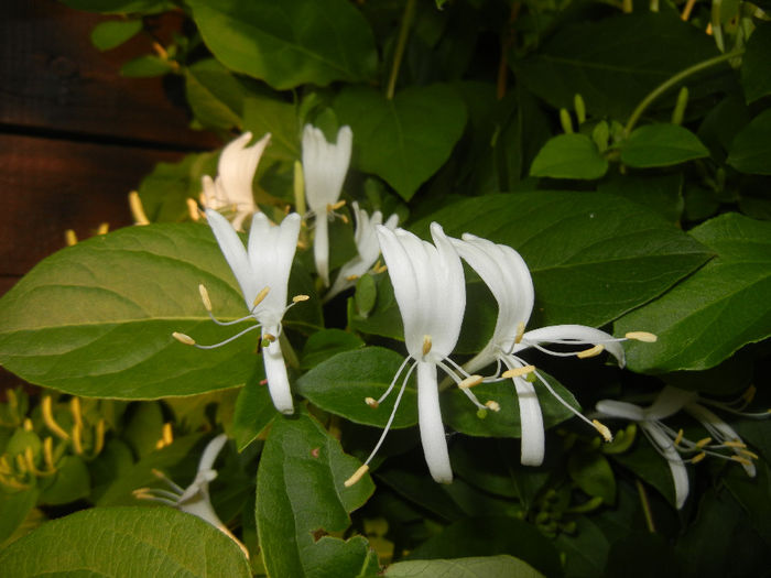 Lonicera japonica (2014, May 27) - LONICERA Japonica