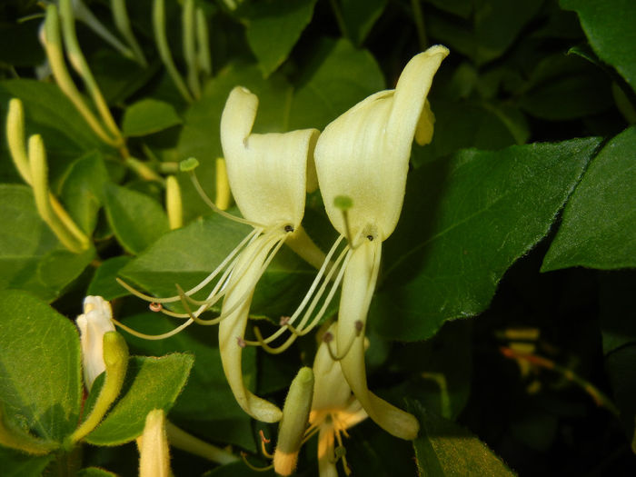 Lonicera japonica (2014, May 27)